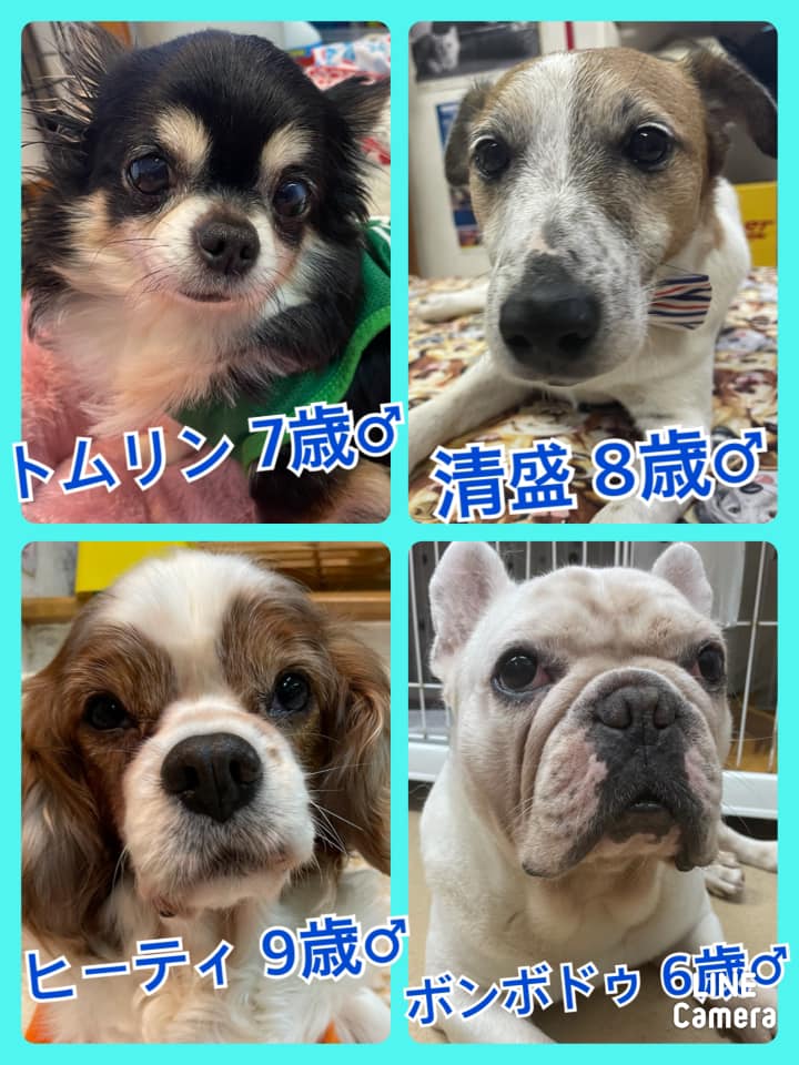 🐾今日の里親様募集中ワンコ🐶メンバーです🐾2021,3,16